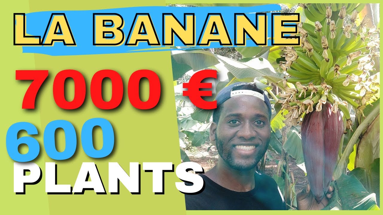 Voici mes CULTURES de BANANE | Investir en Guinée
