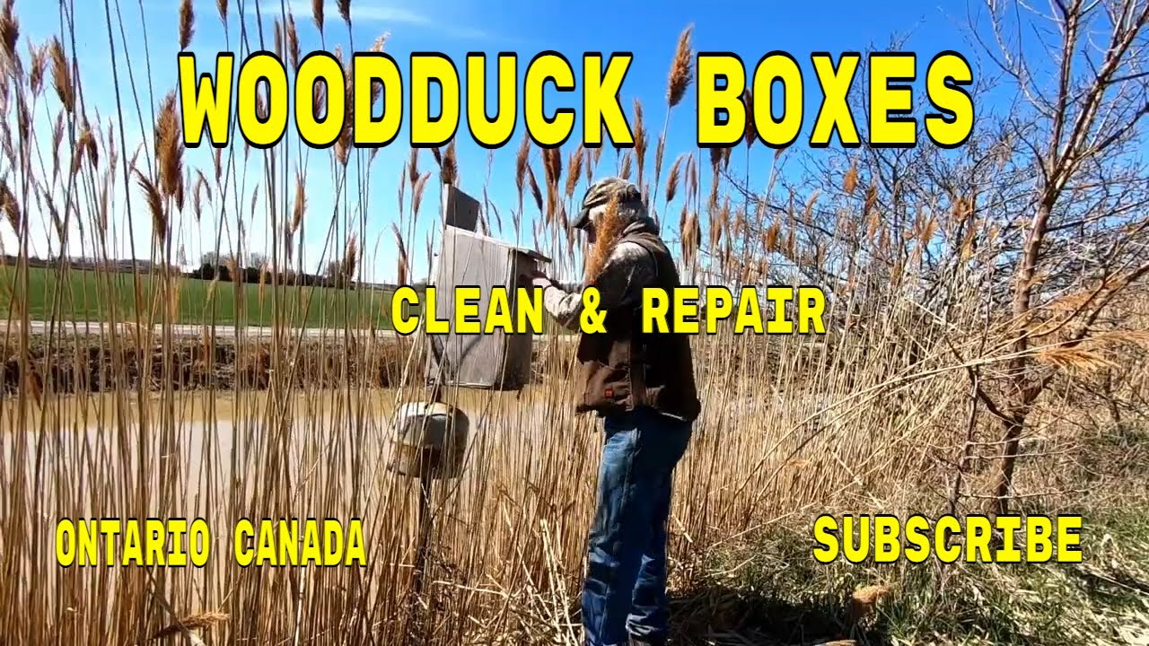 Wood Duck Boxes (cleaning & Repairing) YouTube