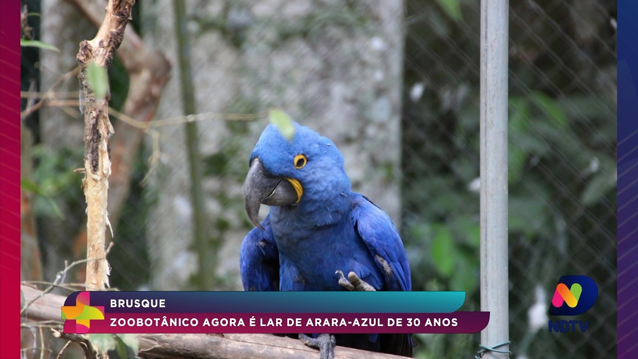 Arara-azul de 30 anos é nova moradora do Zoobotânico de Brusque