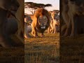 The Lion King in Real. #lionking #lion #fun #shorts