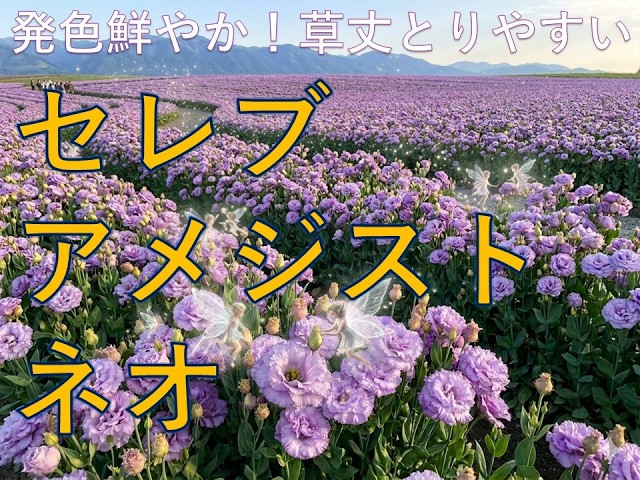 発色鮮やか!草丈とりやすい!セレブアメジストネオ - YouTube 発色鮮やか!草丈とりやすい!セレブアメジストネオ - YouTube