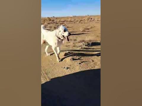 Подготовка 👊|Turkmen alabay dog's ☝ 🇹🇲 #shorts #shortsvideo #tiktok # ...