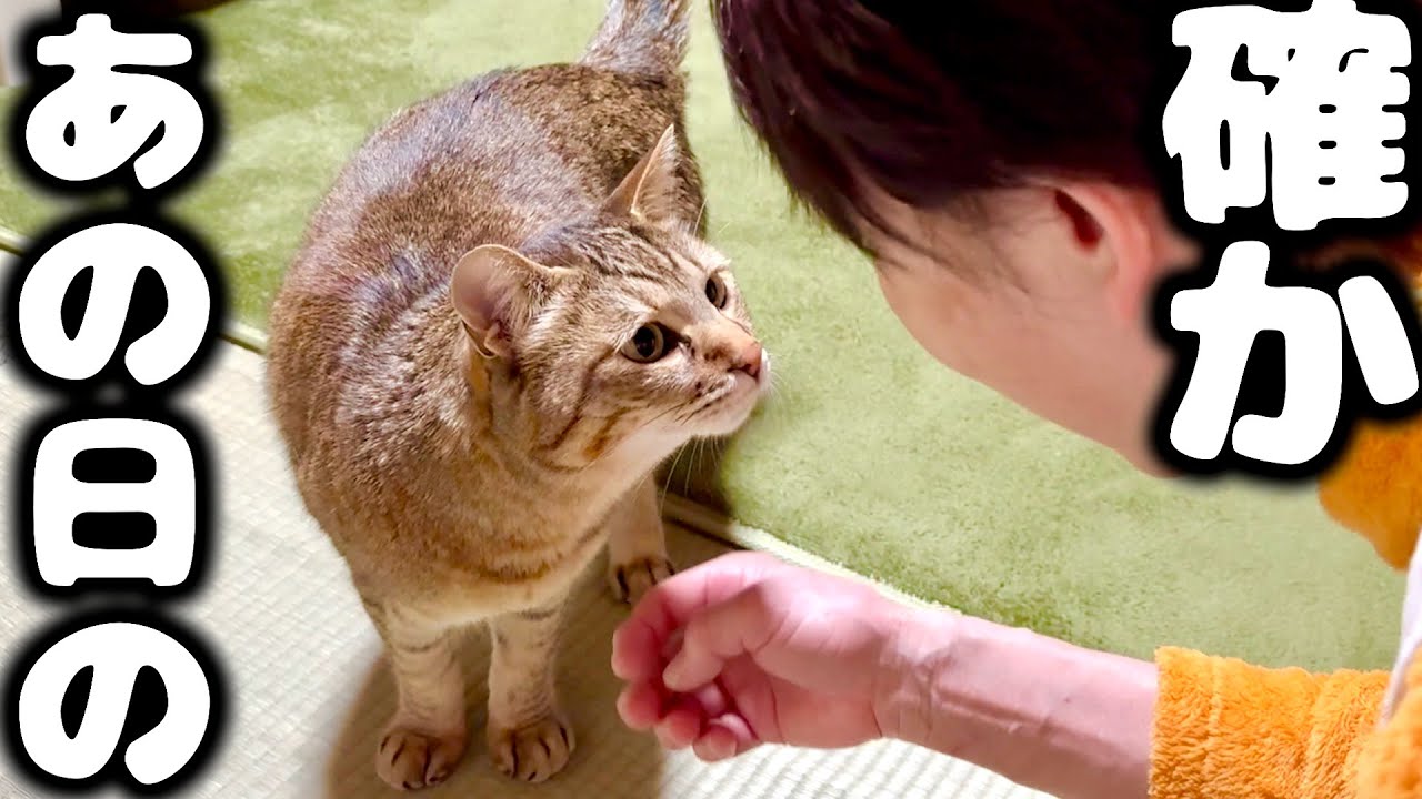 Tears at the moment a former stray cat and Grandma reunite after 1