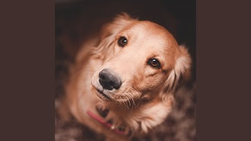 Pulsating Moods for Crazy Puppy