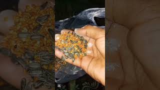 new parrot favorite food☺ bajis parrot food ✨#trending #birds #shortsviral #viral #shortsviral
