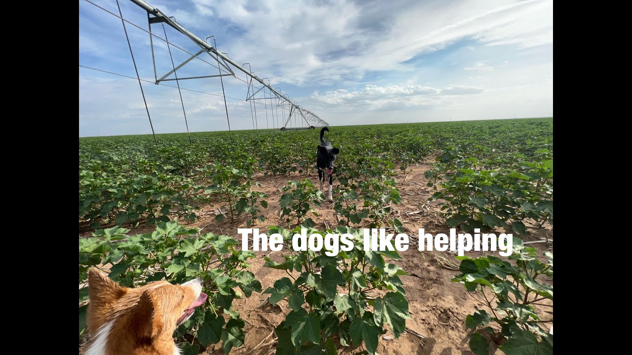 Getting land ready for a Solar Farm???