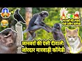     1  funny animal talking marwadi comedy diwali 2020 special marwadi dubbing