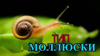 ТИП МОЛЛЮСКИ / БИОЛОГИЯ 7 КЛАСС ВСЁ О МОЛЛЮСКАХ / МАТЕРИАЛЫ ДЛЯ ЕГЭ ТИП МОЛЛЮСКИ / БИОЛОГИЯ 7 КЛАСС ВСЁ О МОЛЛЮСКАХ / МАТЕРИАЛЫ ДЛЯ ЕГЭ
