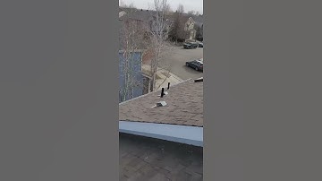 Real Estate Roof Inspection - Hail Damage