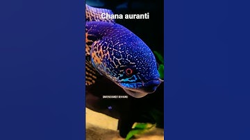 Thumbnail of chana auranti gondrong mata merah#short