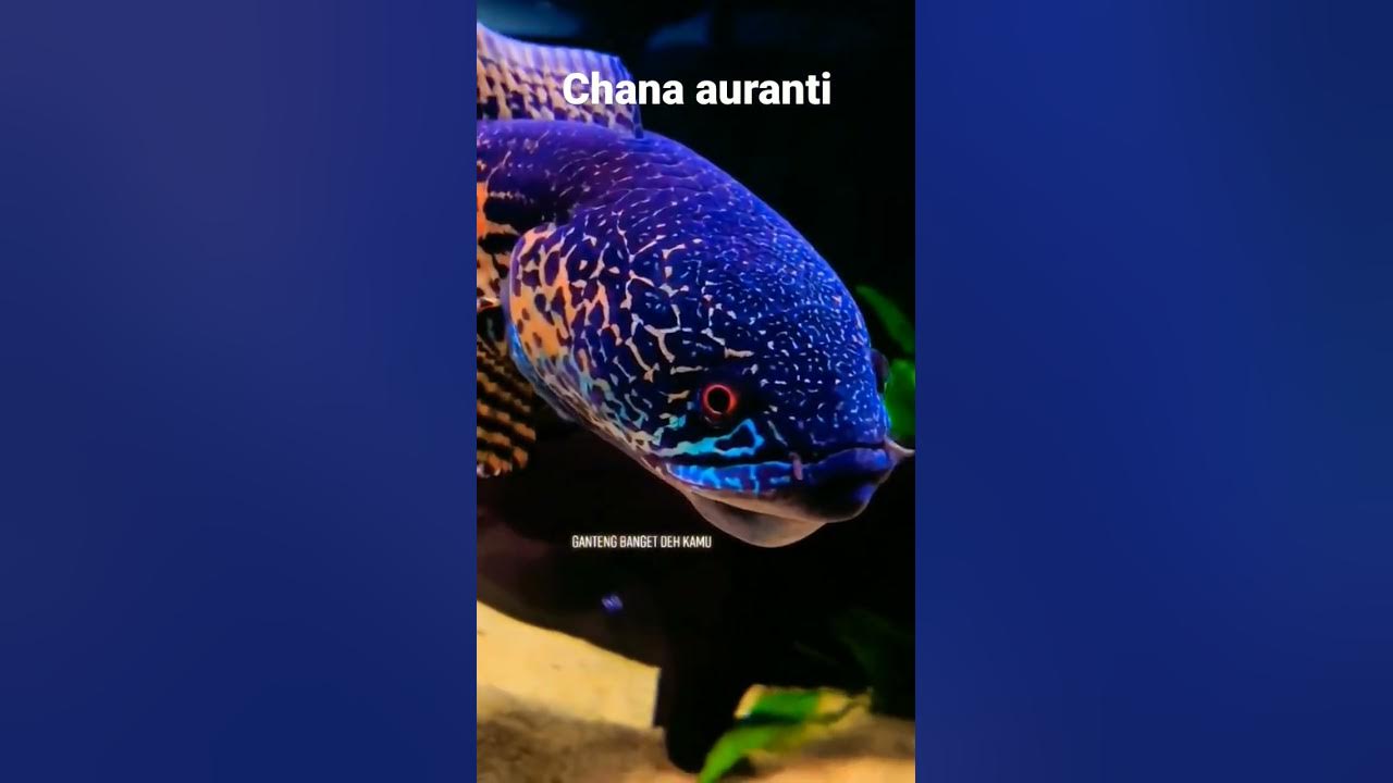 chana auranti gondrong mata merah#short