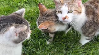Cute Outdoor Cats
