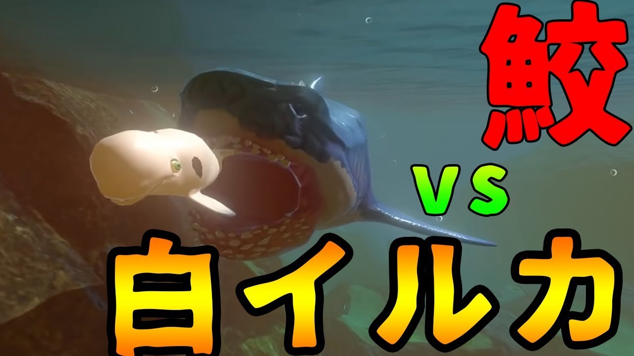 魚ゲー 白イルカを育てて超巨大鮫に喧嘩を売ってみた Kun Youtube