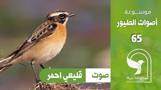 صوت قليعي احمر برقش احمر Whinchat sound