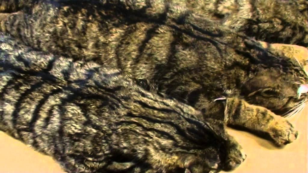 Scottish Wildcat Identification; pure vs hybrid and feral cat YouTube