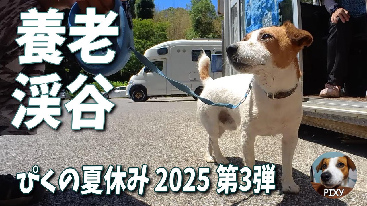 【千葉 養老渓谷】ぴくの夏休み第三弾 涼を求めて渓谷へ~~~🐶