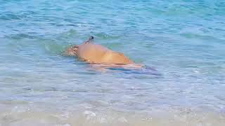 Denizden Kaya Çıkartan Pitbull ?