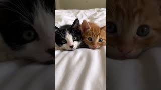 Pure Love The Most Heartwarming Cat Hugs Youll Ever See