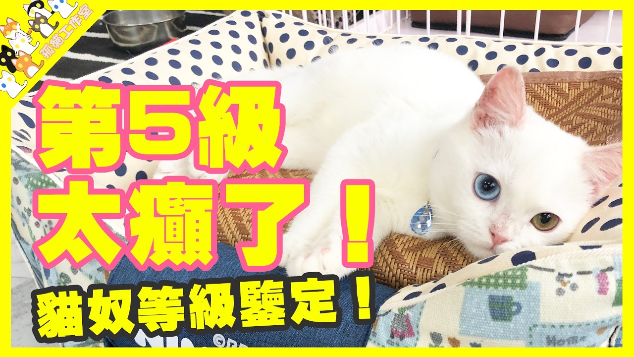 貓奴等級鑒定手冊！你是第幾級貓奴？全中代表你已經無得救！【孤貓工作室】