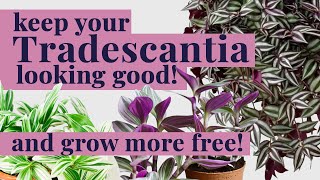 Tradescantia CARE & growing new plants for FREE!
