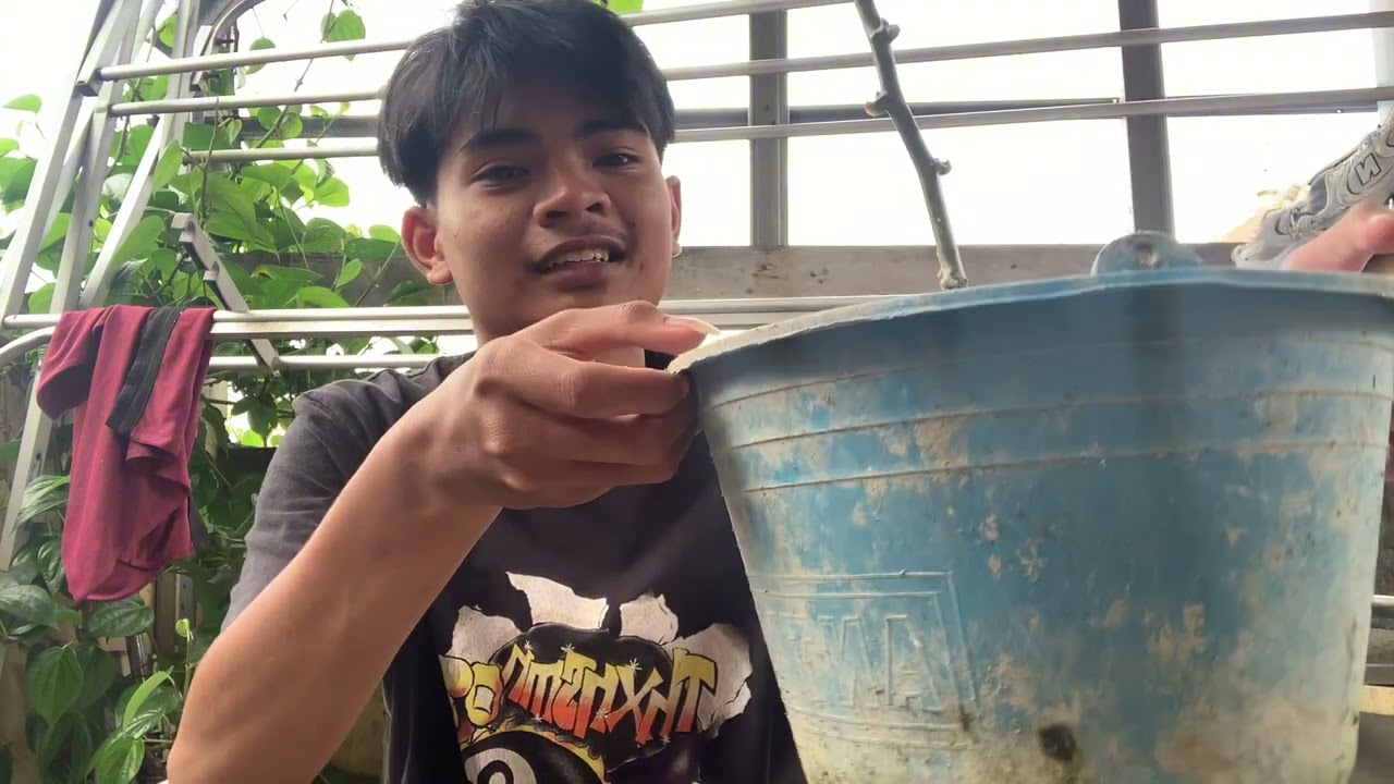 Perkembangbiakan Tumbuhan | Vegetatif Buatan