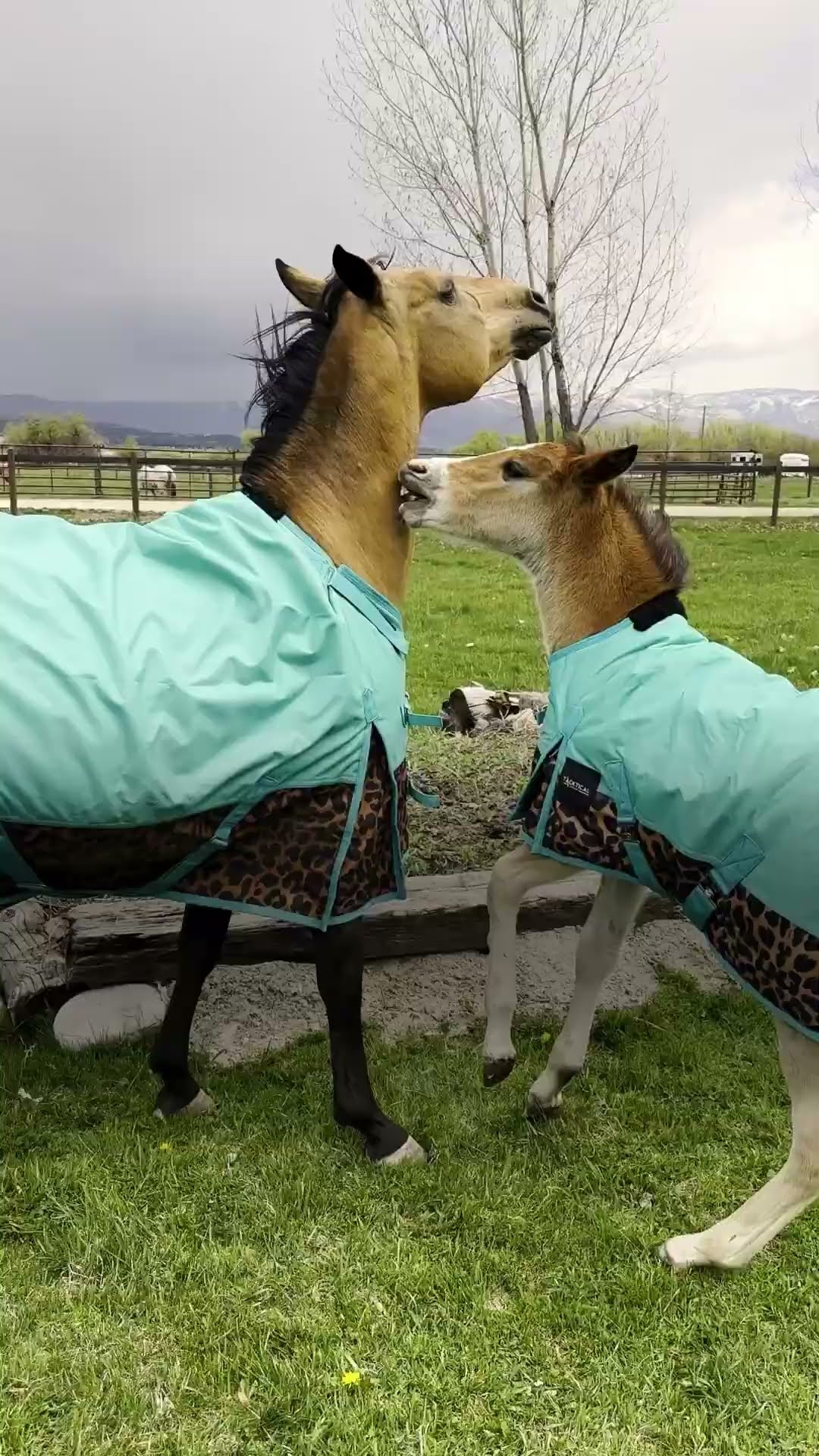 Hilarious Baby Horse Is Such A Trickster | The Dodo
