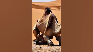 Have You Ever Seen A Camel Give Birth To Twins Wildlife Nature Desert Youtubeshorts Shortvideo Yt 