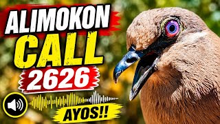 Tunog ng Alimokon paralumapit | bird call 100% effective for hunting 