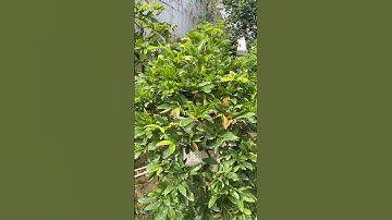 Mai Cúc Thọ Hương 6mùa-Chúc mọi người một ngày an lành vui vẻ❤️#MAIBONSSAITUTEO