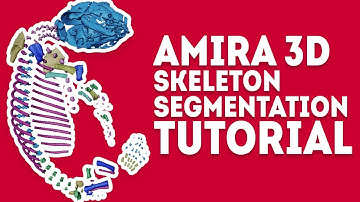 Amira 3D Beginner Segmentation Tutorial/Walkthrough