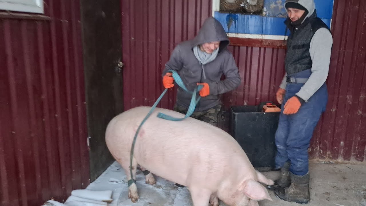 Сало,якому реклама не потрібна🔥 Засипало замело,а в нас забій всеодно‼️Останній кабан‼️Що за ніж❓️