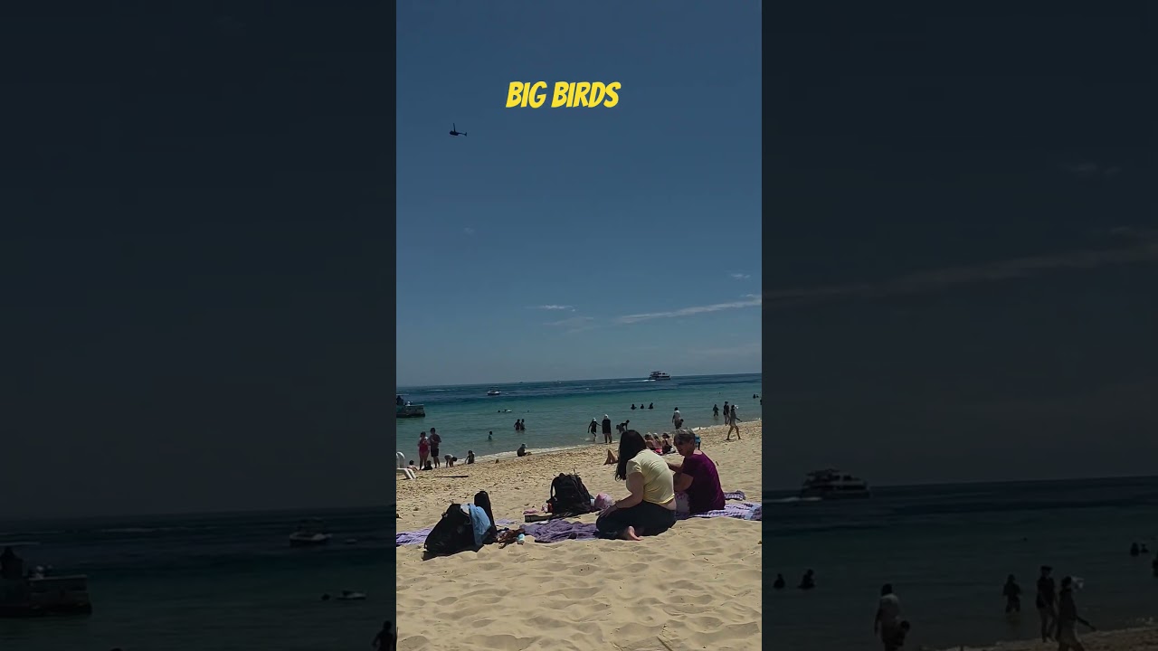 🛳 Sydney to Tangalooma  #cruise #ship #island #beautiful #fresh #australia #shorts #youtubeshorts