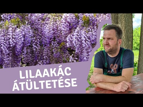 Videó: Mikor kell átültetni a liliomot