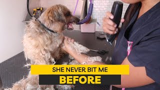 I THOUGHT THIS DOG WAS NOT GONNA BITE ME | RURAL DOG GROOMING by Rural Dog Grooming 2,247 views 1 year ago 35 minutes