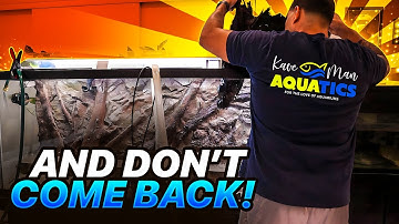 How to DESTROY Blackbeard Algae Without Removing Your Fish?