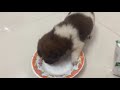 【可愛い】ミルクを飲む子犬