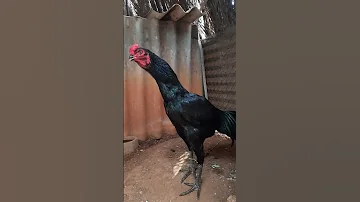 Kattu Seval 