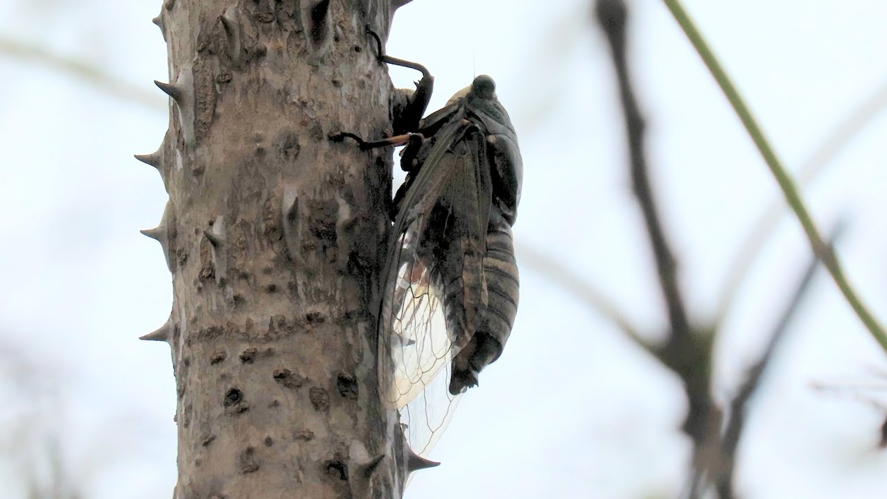 말매미 울음소리 엄나무에서 Korean blockish cicada singing on the prickly castor oil ...