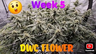Week 5 Flower DWC/Hydroponic Weed Grow