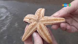 Морские звезды. В мире животных с Николаем Дроздовым