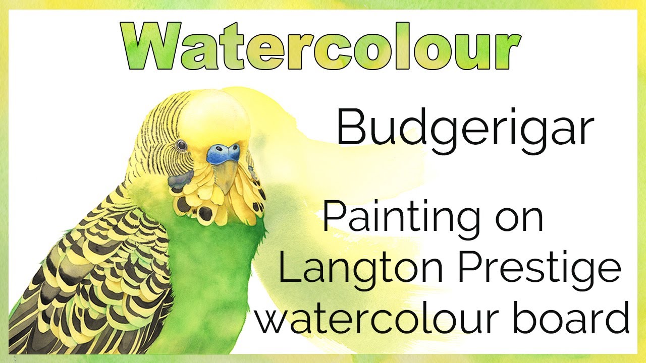 Watercolor Budgerigar // Painting on Langton Watercolor Board