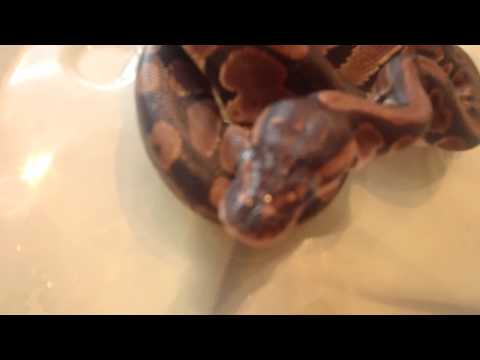 Ball Python Yawn