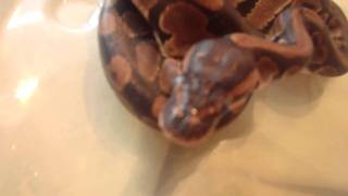 Ball Python Yawn