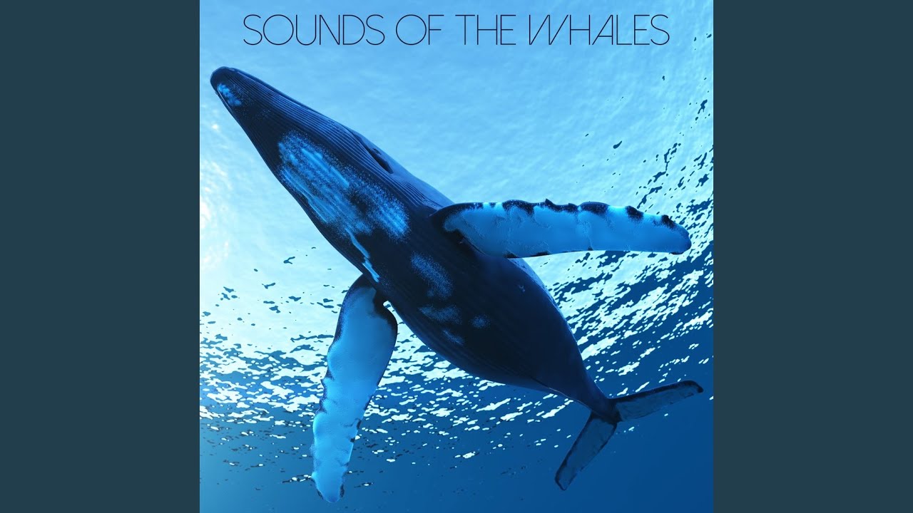 Watch Lullaby for Little Whales on YouTube