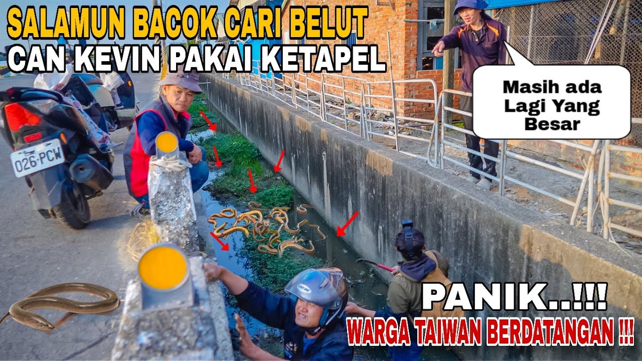 Salamon Bacok Beraksi..!! Warga Taiwan Berdatangan
