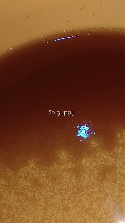 PANEN KUTU AIR #kutuair #kutir #jentiknyamuk #kultur #pakanburayak #pakancupang #pakanikan #cupang