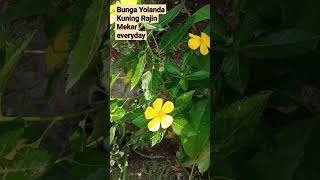 Download Lagu #yolanda #yolandakuning #bunga #yellowflowers #flower MP3