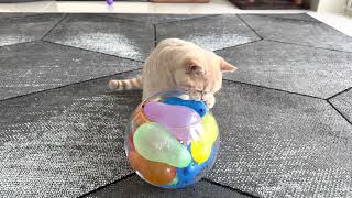 Kitten Vs Water Balloons