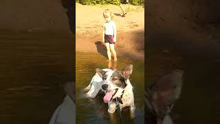 Купание Веселой Собаки #Sweemingdog #Funnydog#Funnypets