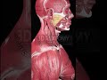 Muscles anatomy | #3d #3danatomy #3dmodeling #muscle @SmartDoctor1 @SciePro @vokaio